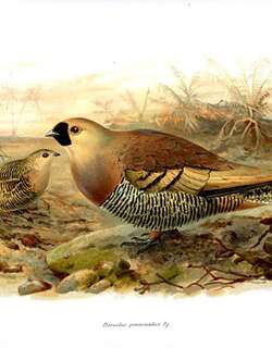 马岛沙鸡 / Madagascan Sandgrouse / Pterocles personatus