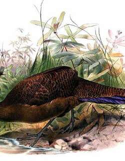 铜尾孔雀雉 / Bronze-tailed Peacock-Pheasant / Polyplectron chalcurum