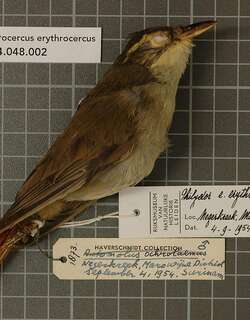 棕腰拾叶雀 / Rufous-rumped Foliage-gleaner / Philydor erythrocercum