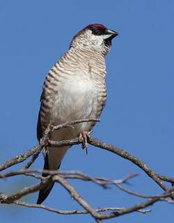 褐头星雀 / Plum-headed Finch / Aidemosyne modesta