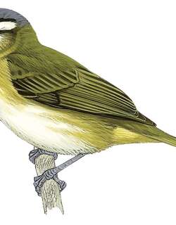 南美莺雀 / Chivi Vireo / Vireo chivi