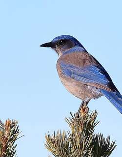 伍氏丛鸦 / Woodhouse’s Scrub Jay / Aphelocoma woodhouseii
