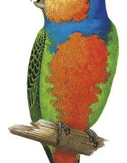 红胸侏鹦鹉 / Red-breasted Pygmy Parrot / Micropsitta bruijnii