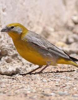 亮腰黄雀鹀 / Bright-rumped Yellow Finch / Sicalis uropigyalis