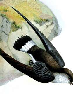 白腹针尾雨燕 / Cassin’s Spinetail / Neafrapus cassini