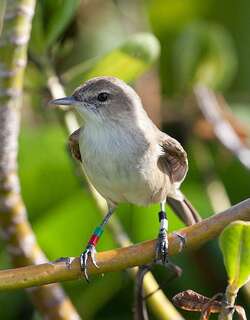 夏威夷苇莺 / Millerbird / Acrocephalus familiaris