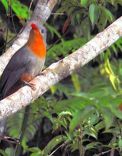 红嘴地鹃 / Red-billed Malkoha / Zanclostomus javanicus