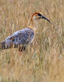 安第斯鹮 / Andean Ibis / Theristicus branickii