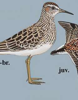 斑胸滨鹬 / Pectoral Sandpiper / Calidris melanotos