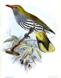 菲律宾黄鹂 / Philippine Oriole / Oriolus steerii
