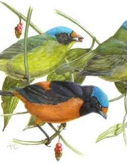 蓝头歌雀 / Antillean Euphonia / Euphonia musica
