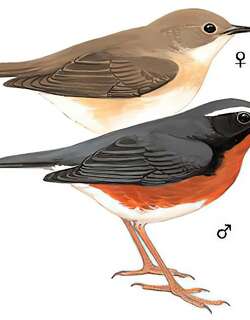 栗腹歌鸲 / Indian Blue Robin / Larvivora brunnea