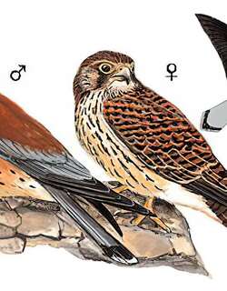黄爪隼 / Lesser Kestrel / Falco naumanni