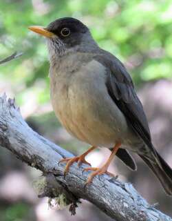 南美鸫 / Austral Thrush / Turdus falcklandii