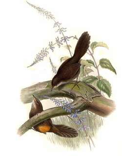 棕薮鸟 / Rufous Scrubbird / Atrichornis rufescens