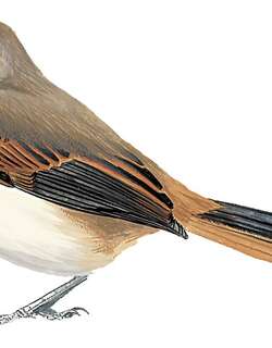 波氏卡纳灶鸟 / Berlepsch’s Canastero / Asthenes berlepschi