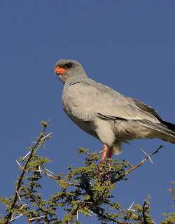淡色歌鹰 / Pale Chanting Goshawk / Melierax canorus