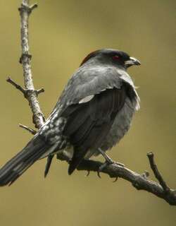 红冠伞鸟 / Red-crested Cotinga / Ampelion rubrocristatus