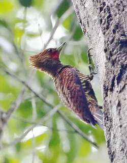 波斑啄木鸟 / Waved Woodpecker / Celeus undatus