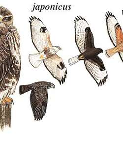欧亚鵟 / Common Buzzard / Buteo buteo
