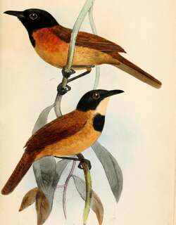 黑头棕莺 / Black-headed Rufous Warbler / Bathmocercus cerviniventris