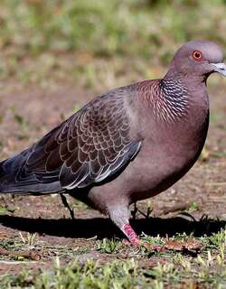 红头鸽 / Picazuro Pigeon / Patagioenas picazuro