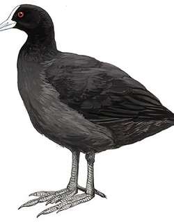 骨顶鸡 / Eurasian Coot / Fulica atra
