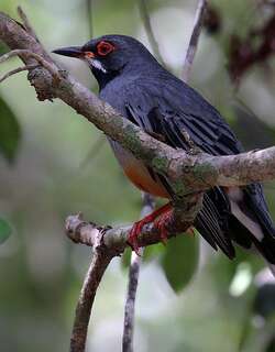 红腿鸫 / Red-legged Thrush / Turdus plumbeus