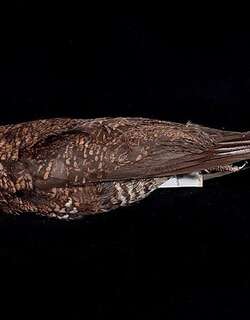 白喉夜鹰 / Bonaparte’s Nightjar / Caprimulgus concretus