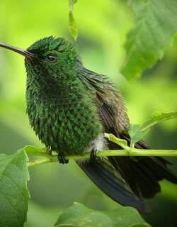铜色腰蜂鸟 / Copper-rumped Hummingbird / Saucerottia tobaci