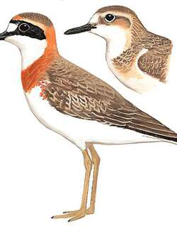 铁嘴沙鸻 / Greater Sand Plover / Charadrius leschenaultii