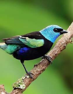 蓝颈唐加拉雀 / Blue-necked Tanager / Stilpnia cyanicollis