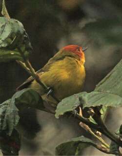 红黄灰背雀 / Rust-and-yellow Tanager / Thlypopsis ruficeps