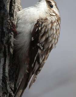 美洲旋木雀 / Brown Creeper / Certhia americana
