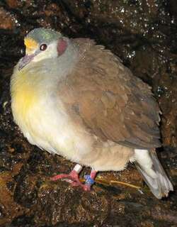 黄胸鸡鸠 / Sulawesi Ground Dove / Gallicolumba tristigmata