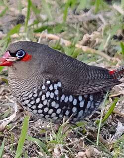 红耳火尾雀 / Red-eared Firetail / Stagonopleura oculata