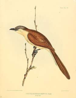 可岛美洲鹃 / Cocos Cuckoo / Coccyzus ferrugineus