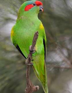 红耳绿鹦鹉 / Musk Lorikeet / Glossopsitta concinna