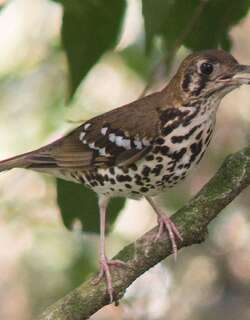 斑地鸫 / Spotted Ground Thrush / Geokichla guttata