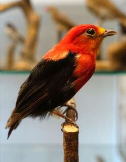 绯红冠娇鹟 / Crimson-hooded Manakin / Pipra aureola