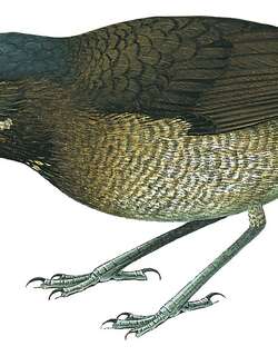 委内瑞拉蚁鸫 / Tachira Antpitta / Grallaria chthonia