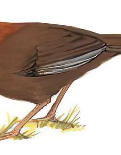 栗颈噪鹛 / Rufous-necked Laughingthrush / Pterorhinus ruficollis