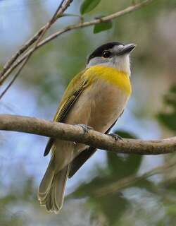 绿背厚嘴霸鹟 / Green-backed Becard / Pachyramphus viridis