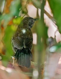 黑喉蚁鸟 / Black-throated Antbird / Myrmophylax atrothorax