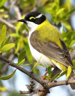 黑颏抚蜜鸟 / Black-chinned Honeyeater / Melithreptus gularis