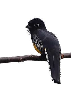 斑尾美洲咬鹃 / Gartered Trogon / Trogon caligatus