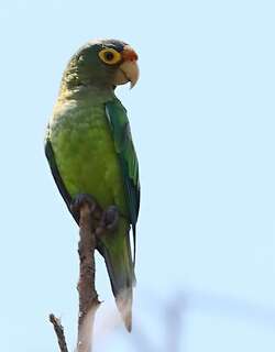 橙额鹦哥 / Orange-fronted Parakeet / Eupsittula canicularis