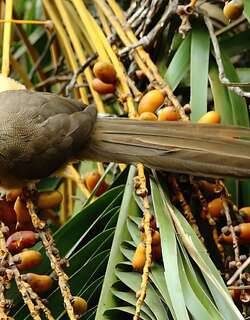 斑鼠鸟 / Speckled Mousebird / Colius striatus