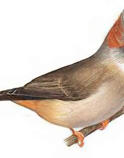 棕肛凤鹛 / Rufous-vented Yuhina