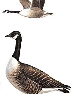 加拿大黑雁 / Canada Goose / Branta canadensis
